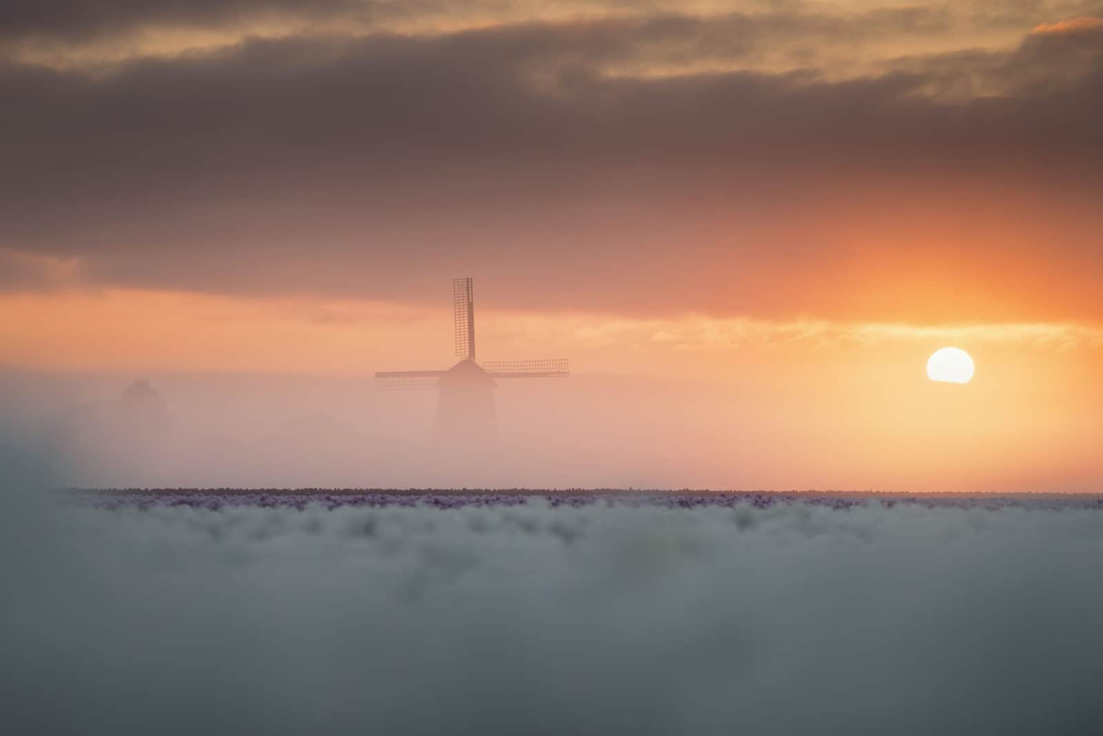 Tulip Fog